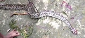 রাসেলস ভাইপার ভেবে বিরল প্রজাতির অজগর হত্যা
