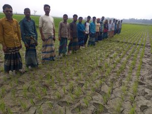 সুনামগঞ্জে সেচের পানির অভাবে দিশেহারা কৃষক